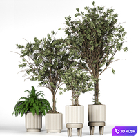 Collection_plant_05