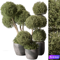 Outdoor Plant Set 414 - Topiary Ball Plant in Pot (Vray)