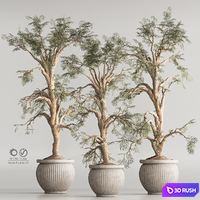 Indoor Plant Set 69