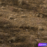 Dry Grass Set 16