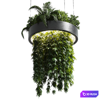 Hanging plant - indoor plant 292