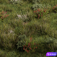 Nature Meadow - Grass Set 17