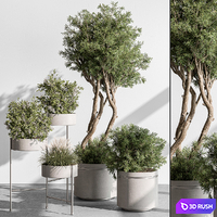 Indoor Plant 433 - Tree and Bush