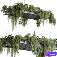 Indoor Plant 443 - Hanging Plants