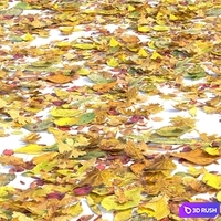 Autumn leaves. Set of dry leaves
