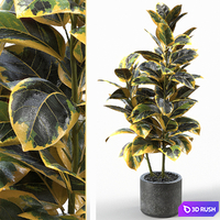 Rubber Tree 004