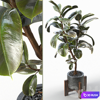 Rubber Tree 004