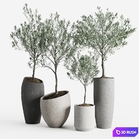 Olive European Potted Eco Stone Hitohana