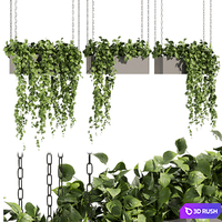 Collection plant vol 469 - ampelous - hanging - pothos