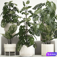 A beautiful interior potted plant is a decorative monstera bush. Set of plants 1213