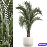 A beautiful indoor palm tree in a modern Areca pot, Hovea. 1225