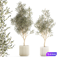Beautiful small ornamental olive trees in a modern pot. Set of plants 1229