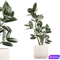 Beautiful small tree in a modern pot Ficus rubbery, elastica, Ficus Abidjan, Ficus Robusta. 1235