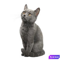 CAT FEDOR Corona