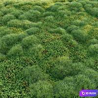 Blooming moss 2