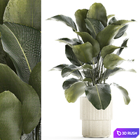 Beautiful exotic plant in a white flower pot Calathea lutea, Strelitzia bush. 1263