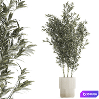 Beautiful Bamboo bush in a white flower pot. Plant collection 1272