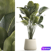 Beautiful exotic bush plant Calathea lutea in a pot. 1300