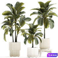 Exotic bush Calathea lutea in a pot, Strelitzia. Plant set 1306