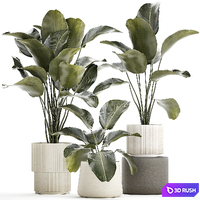 Exotic bush plants in a flower pot Calathea lutea, Strelitzia. set of plants 1317