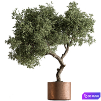 Indoor Plant 573 -Tree in Pot