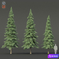 Spruce