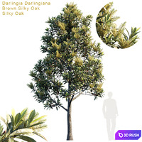 Darlingia Darlingiana | Brown Silky Oak