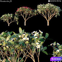 Plumeria rubra_03