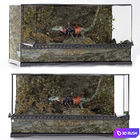 Terrarium, iguana