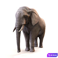 Elephant / Elephant