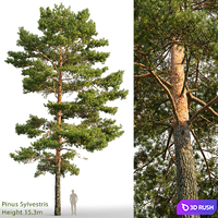 Pine