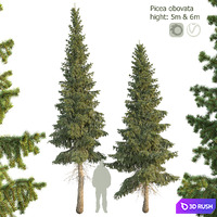 Siberian spruce Picea obovata 5m - 6m