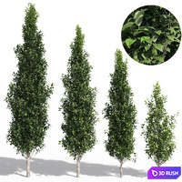 Carpinus Fastigiata Pyramidal