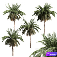 4 palms