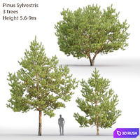 Pine