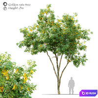 Golden rain tree_2