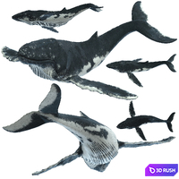 Humpback whale