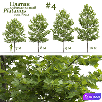 Plane-tree / Sycamore / Platanus acerifolia #4