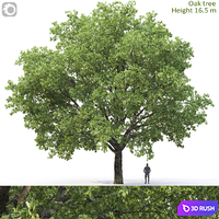 Oak