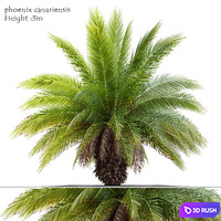 Phoenix canariensis