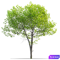 thumb image