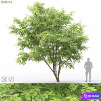 Robinia