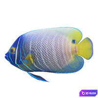 Blue girdled Angelfish set 03