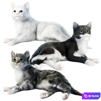 Relaxing cat 1