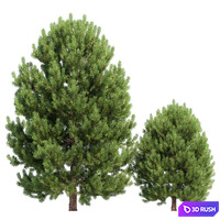 Cedar pine #02