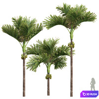 New Plant High detail Areca Catechu Decorative Garden Fruit