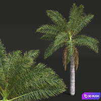 New Plant High detail Roystonea Regia Medium 3D Model Vray, Corona