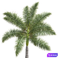 New Plant High detail Roystonea Regia Medium 3D Model Vray, Corona