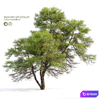 Japanese red pine 02