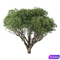 Tree No.89